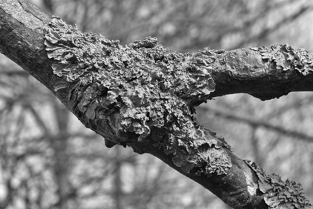 365 - Image 053 - Lichen...