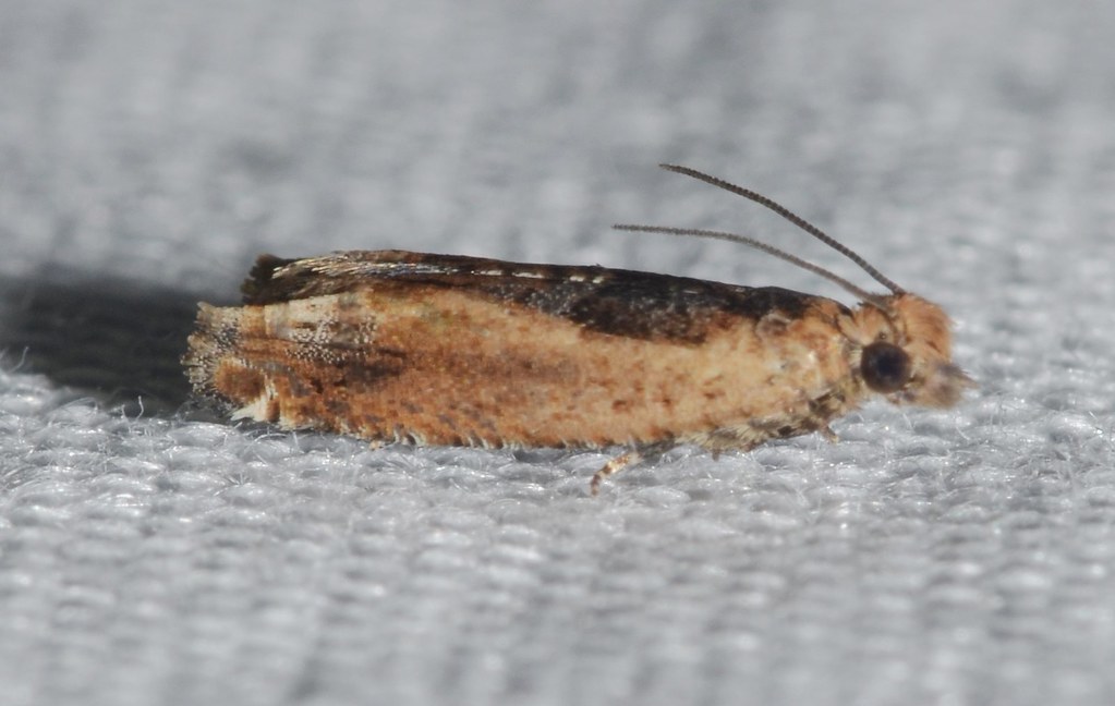 # 3274 – Crocidosema plebejana – Cotton Tipworm Moth | Flickr
