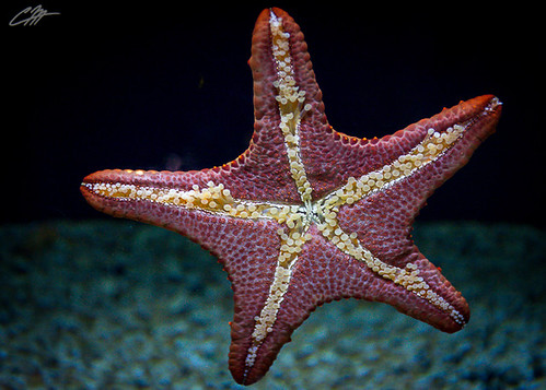 Starfish up-close at the Waikiki Aquarium | by Wookieintheparks