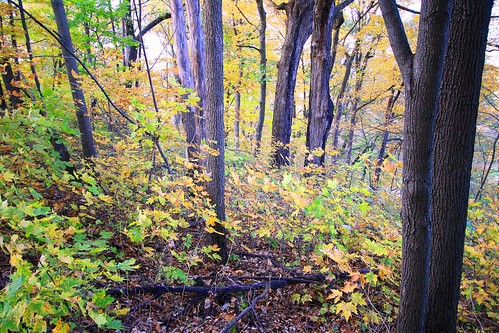maplebasswood forest fall color lake meyer park winneshiek county iowa larry reis