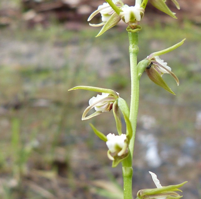 Prasophyllum odoratum - Scented Leek Orchid