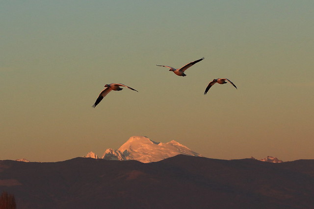 Mount Baker and Snow geese at sunset