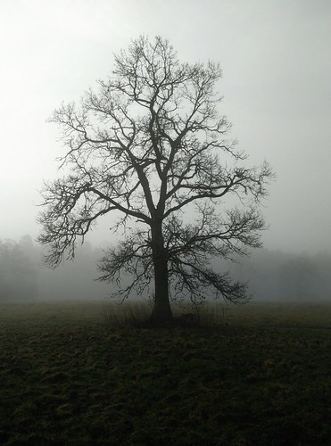 winter tree fog landscape one phone berkshire fav10 kintbury oneplus