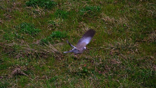 TurtleDove | by VincenzoGhezzi