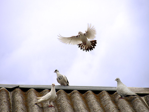 sky beauty birds dove