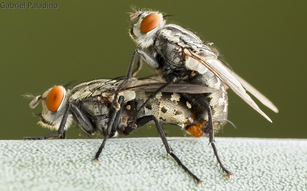 Moscas Reversas
