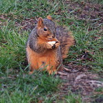 California Gray Squirrel    1032