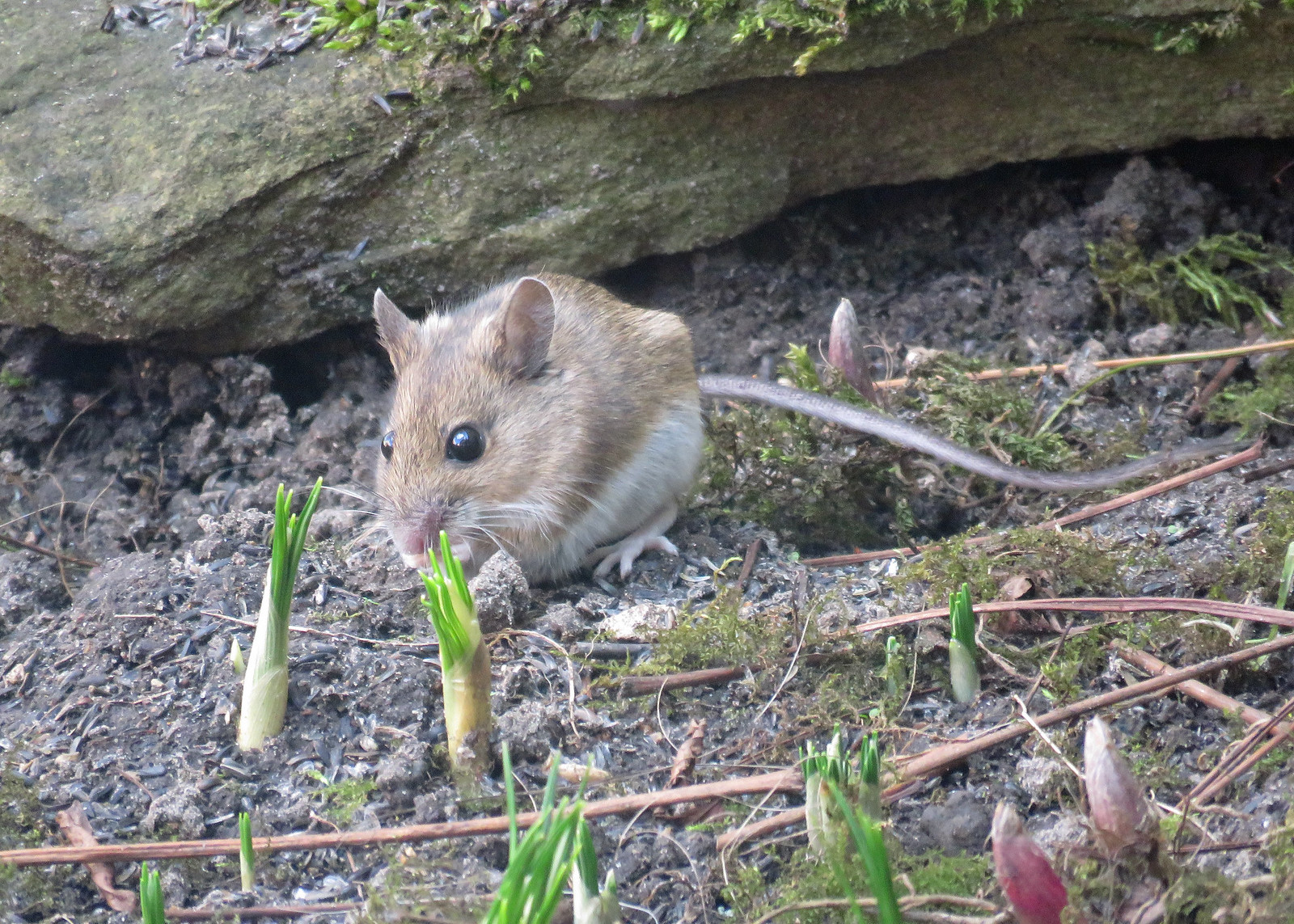 Wood Mouse - Apodemus sylvaticus