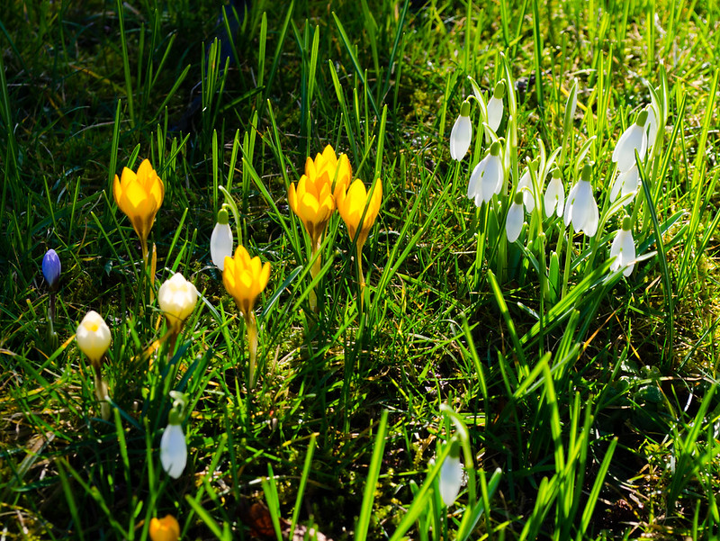 Flowers together: snowdrops and crocuses