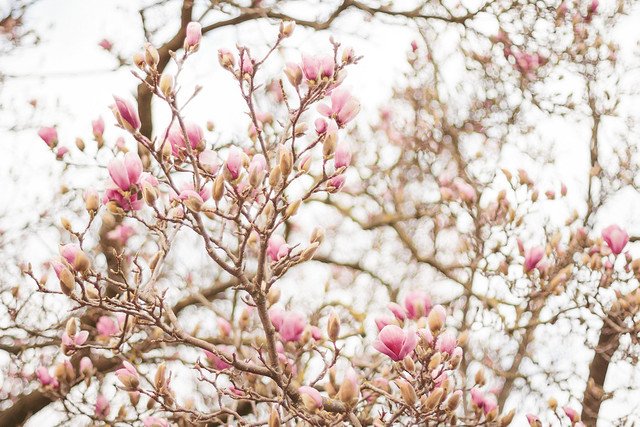 Magnolia blossoms ♥