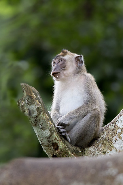 Infant Long Tailed Macaque 5