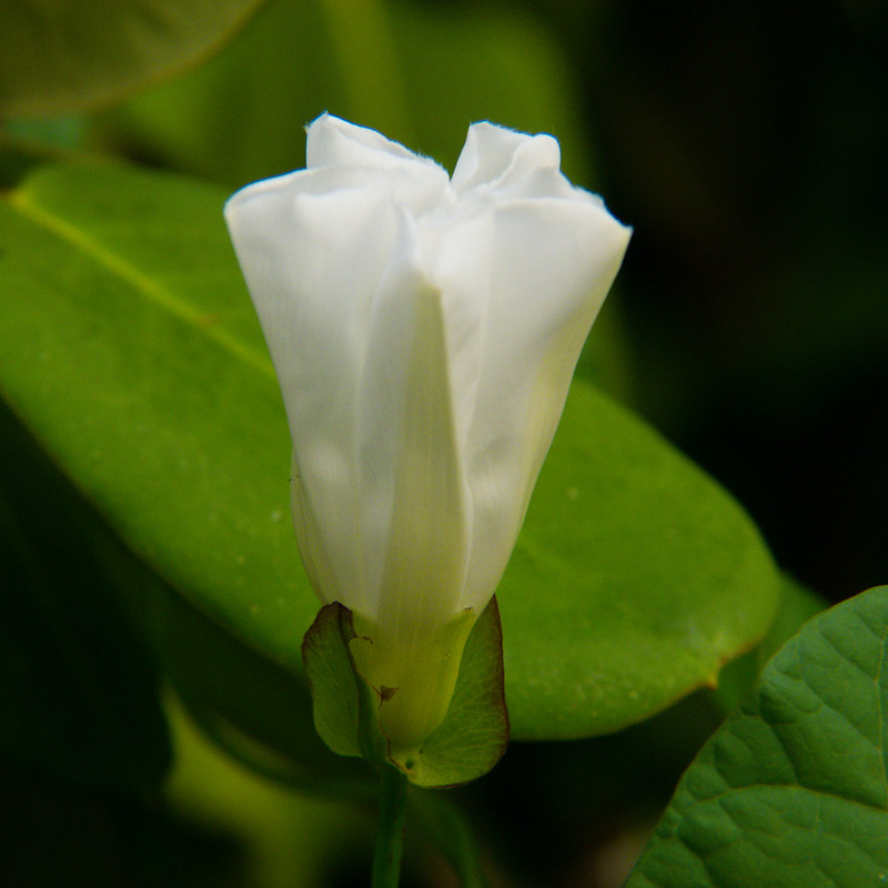 Bindweed flower, half open