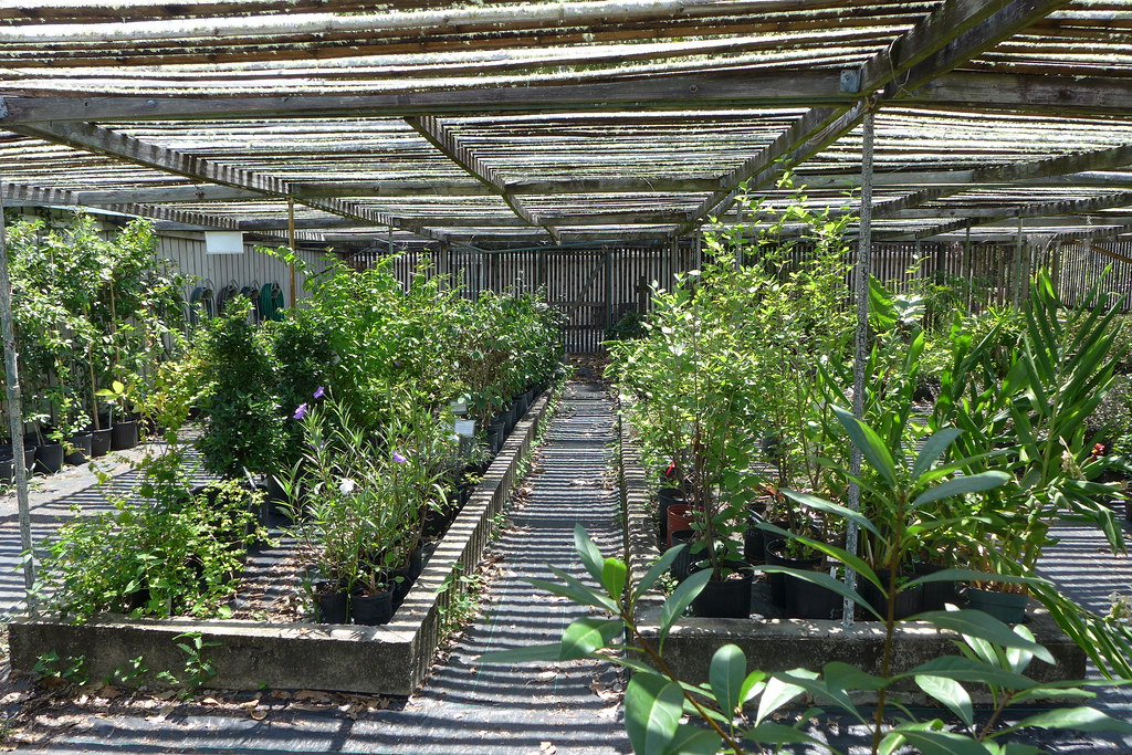 Inside Bamboo Shadehouse Coastal Georgia Botanical Gardens Flickr