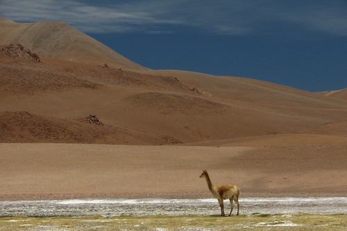 Vicuña in the altiplano | Vicuña (Vicugna vicugna) | Flickr