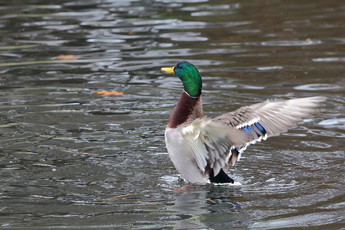 duck waterfowl washingtonstate yakimacounty drakemallard terraceheightsmemorialpark
