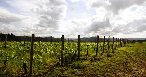 sky clouds oregon landscape vineyard vines grapes 500views gaston 2014 oregonwinecountry silversunset pattonvalleyvineyards