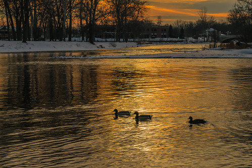 winter sunset snow reflection reflections duck nikon unitedstates ducks indiana elkhart islandpark stjosephriver nikond5300