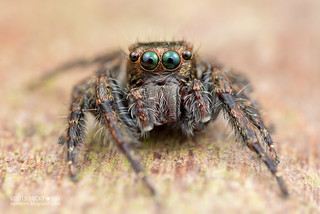 Jumping spider (Anarrhotus sp.) - DSC_1851