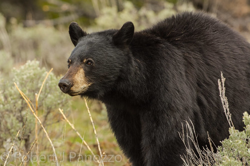 blackbear bear boar yellowstone yellowstonenationalpark nature wildlife