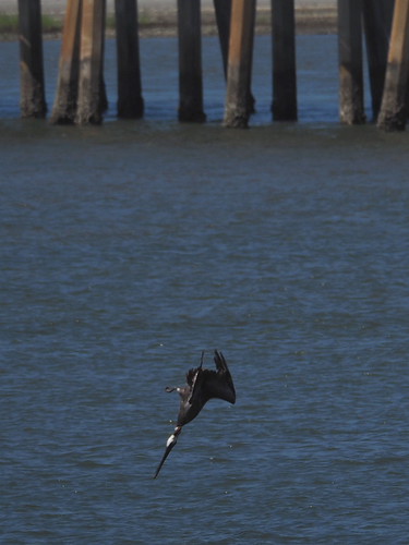 Brown Pelican | OLYMPUS DIGITAL CAMERA | carlinsc | Flickr