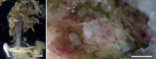 Female Osedax priapus