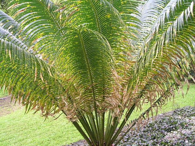 Leaf spot of sago palm caused by Pestalotia sp.