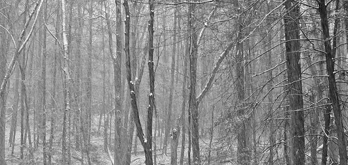 trees winter snow forest upstatenewyork dutchesscounty fujifilmx100t