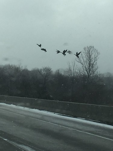 cars windmill geese highway indiana goose autos i65