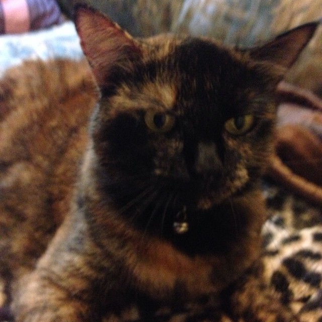 Madam Fifi getting comfortable on my blanket. #cat #instacat #pet