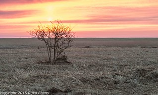 Solitary tree in salt marshland during a stormy sunrise