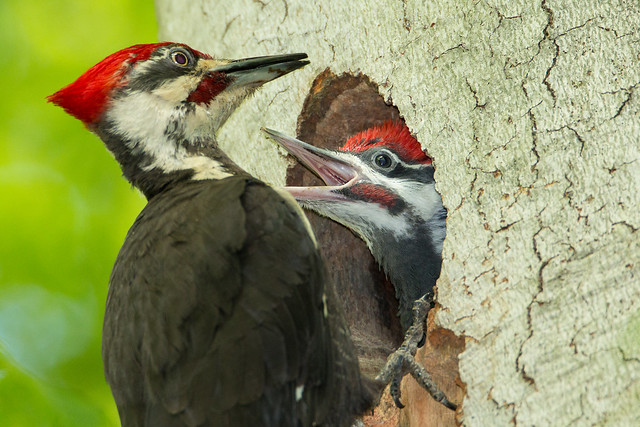Pileated Woodpecker family