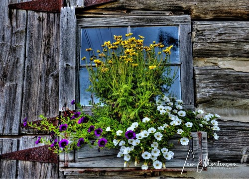 flowers wisconsin usa midwest hdr tonemapping digital colorful weatheredwood logbarn windowbox window america geotagged canon canon6d canoneos 1740l jacksonportwisconsin doorcountywisconsin rural country doorcounty northamerica texture