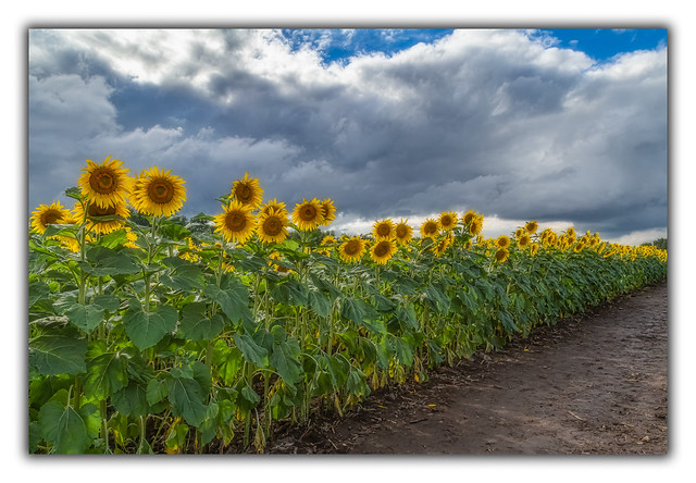 Sunflower Season