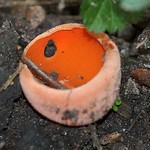 Gemeiner Orangebecherling (Orange Peel Fungus, Aleuria aurantia)