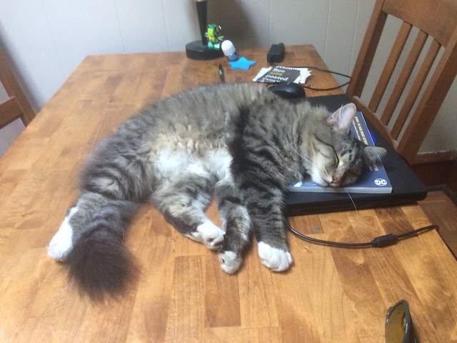 computer :: kitty
