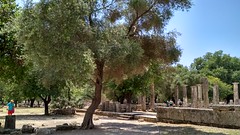 Trees in the shrine of ancient Olympia - Τα δένδρα του ιερού της αρχαίας Ολυμπίας #15