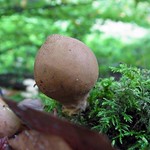 Birnenstäubling (Pear-shaped Puffball, Lycoperdon pyriforme)