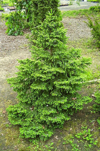 Picea omorika ´Nana´; Pinaceae (1)