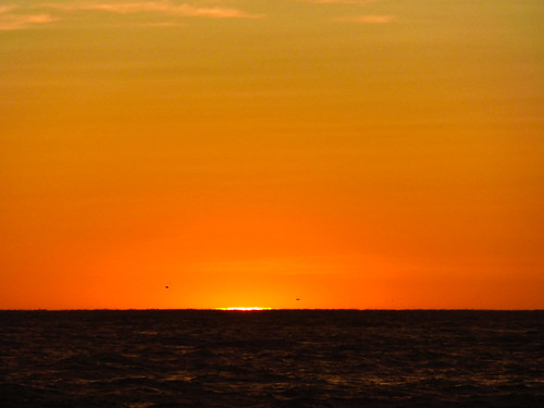 flying crack sliver bird gull seagull newzealand nz southisland canterbury christchurch northnewbrighton waves sea pacific ocean dawn sunrise sun sky