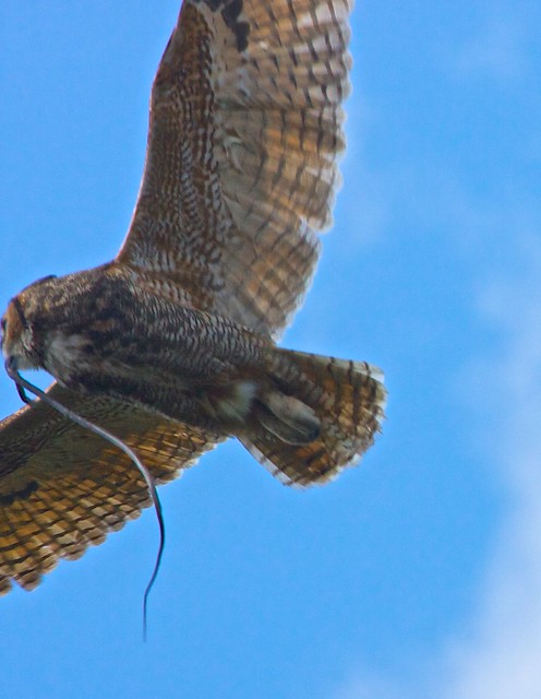 great horned owl with snake