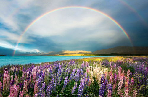 new mountain lake flower water landscape rainbow scenery zealand nz lupin lupine southnz