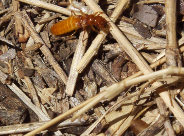 Rhinotermitidae? Subterranean termite winged Alate DSCF7029