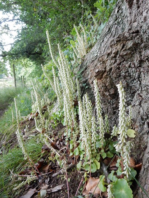 Mystery plant Brockenhurst to Lymington Toothwort? Broomrape?