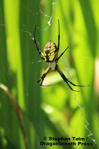 IMG_1738_Black and yellow garden spider