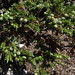 Flickr photo 'dwarf juniper, Juniperus communis var. depressa' by: Jim Morefield.