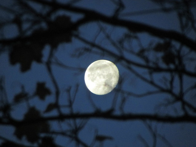 The Moon Through The Trees