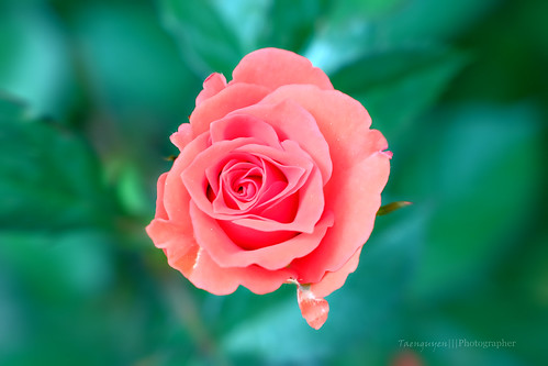 Spring Rose | Chuong nguyen | Flickr