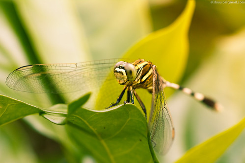 macro green nature fly dragonfly bokeh