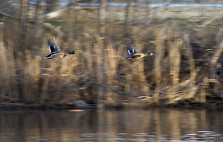A duck in motion tends to stay in motion.