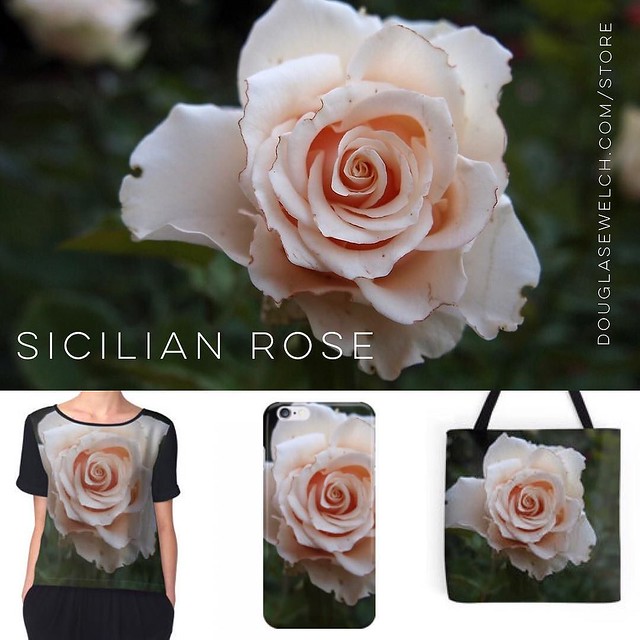 Sicilian Rose - Wallpapers, Home and Technology products and more from http://ift.tt/1hfrEWq #products #home #technology #fashion #flowers #garden #gardenersnotebook #plants #nature